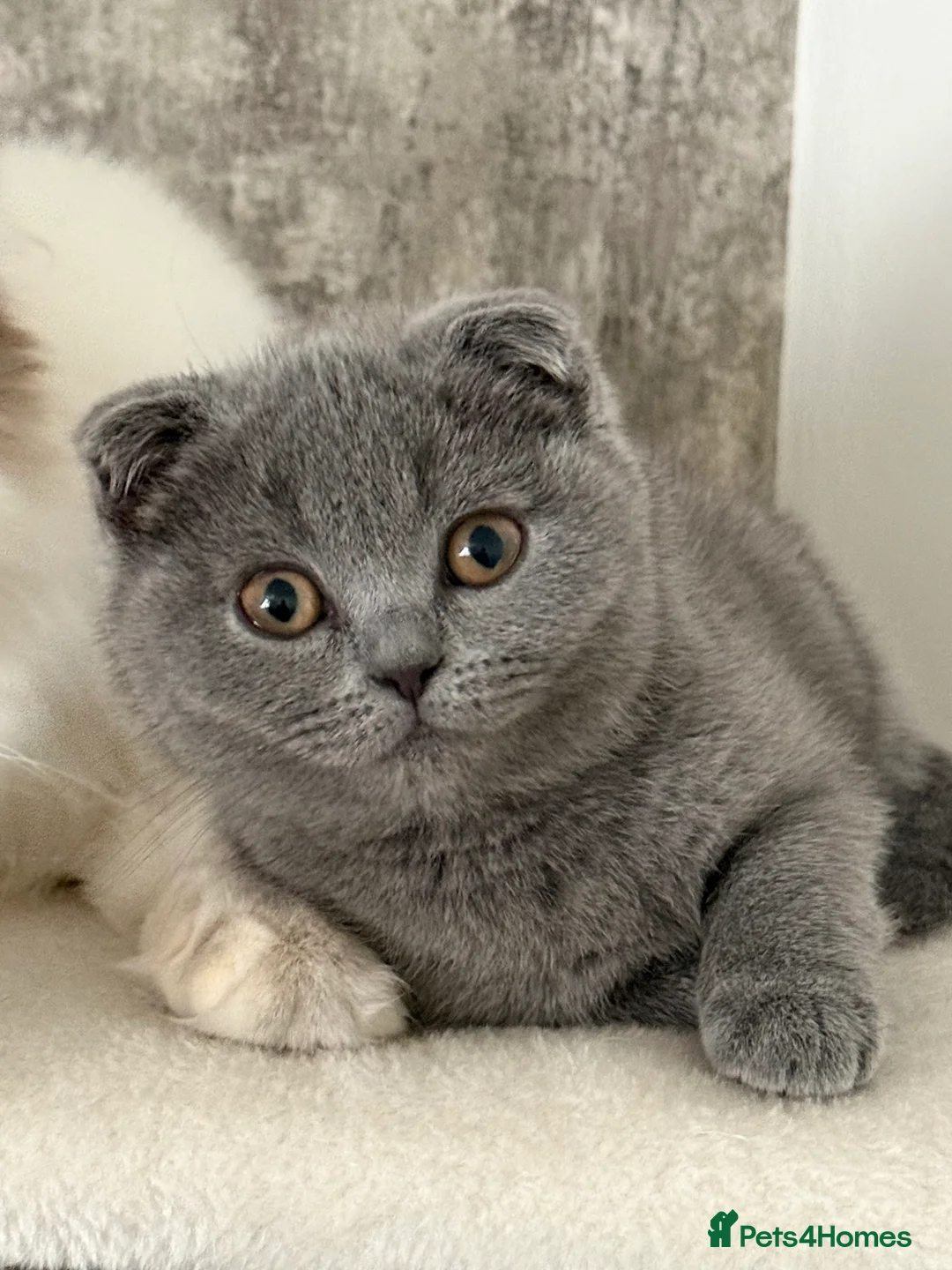 Scottish Fold cats for sale: Female Scottish fold kitten - Advert 2