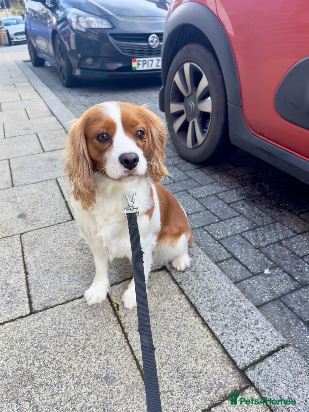 Cavalier King Charles Spaniel dogs for sale: lovely girls available - Advert 2
