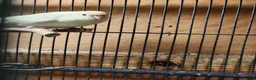Mixed Breed birds for sale: KAKARIKS FOR SALE - Advert 4