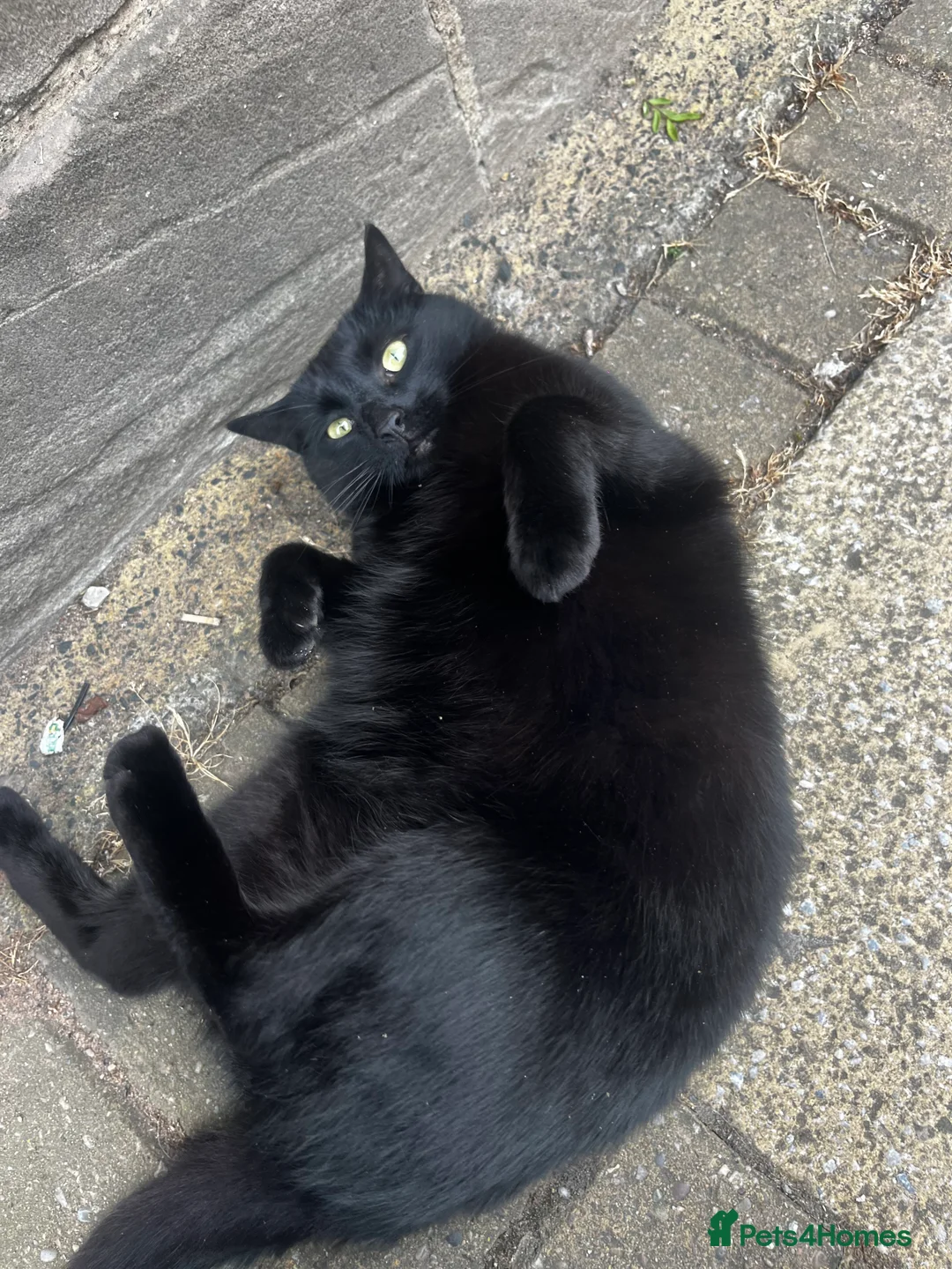 Domestic Shorthair cats for sale: Sweet shy girl looking for a new loving home . - Advert 6