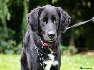Mixed Breed dogs in Waltham Abbey - Advert 23