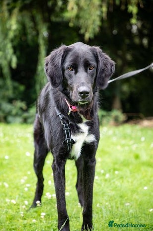 Mixed Breed dogs Adopt Roo! in Waltham Abbey - Advert 1