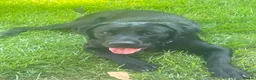Labrador Retriever dogs for sale: Meet Milo  in Waterlooville - Advert 9
