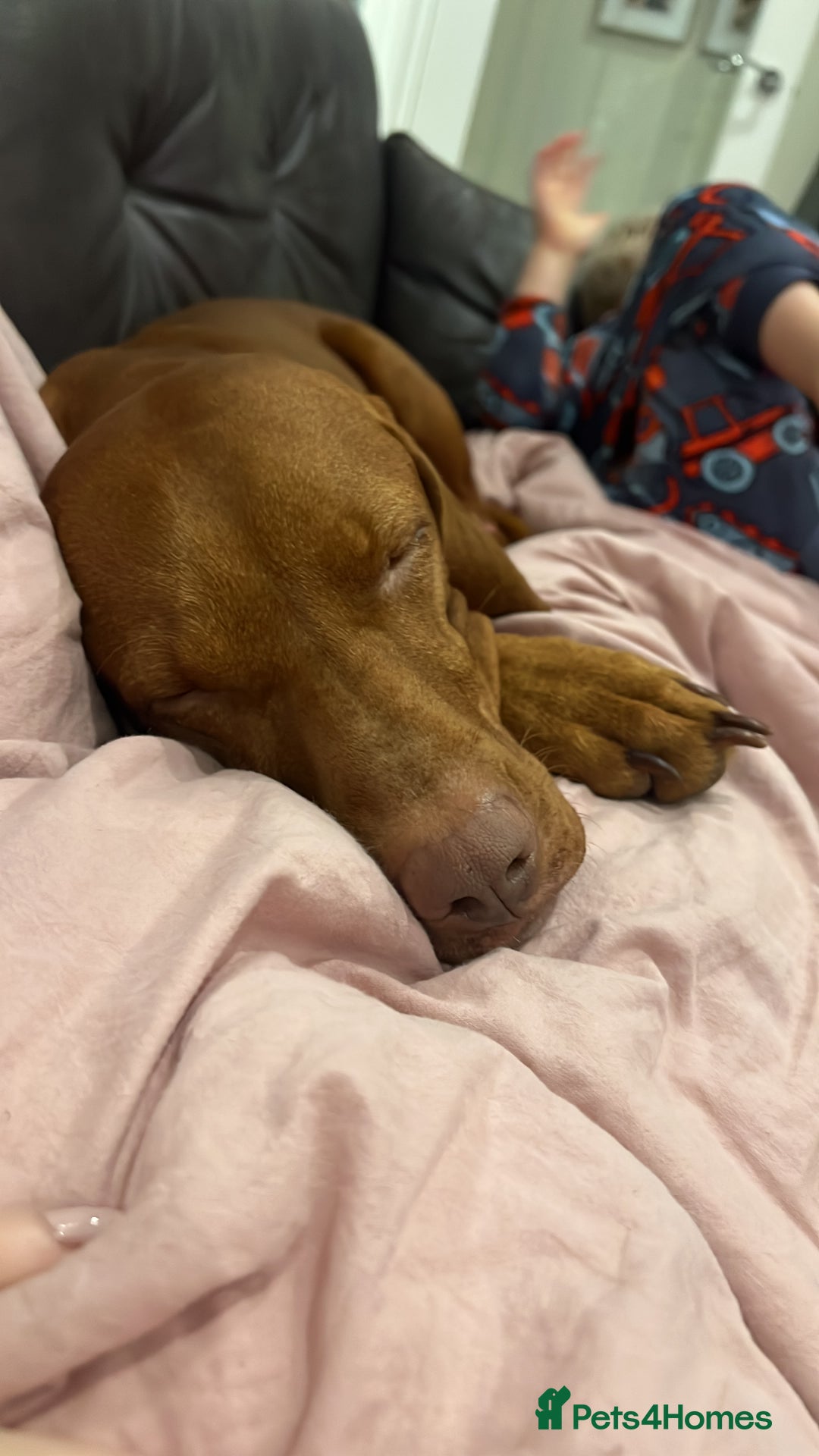 Hungarian Vizsla dogs for sale: Hookside x Skyrocket - Advert 19