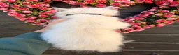 Ragdoll cats for sale: 4 Female Purebred Blue Point & Blue Mitted Ragdoll - Advert 16