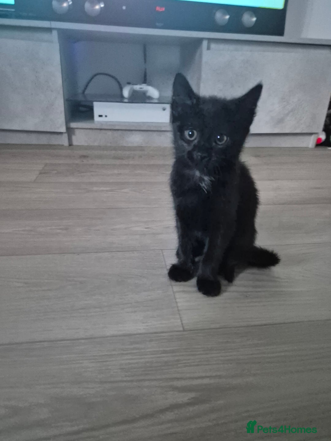 Mixed Breed cats for sale: 12 week old female kitten - Image 2