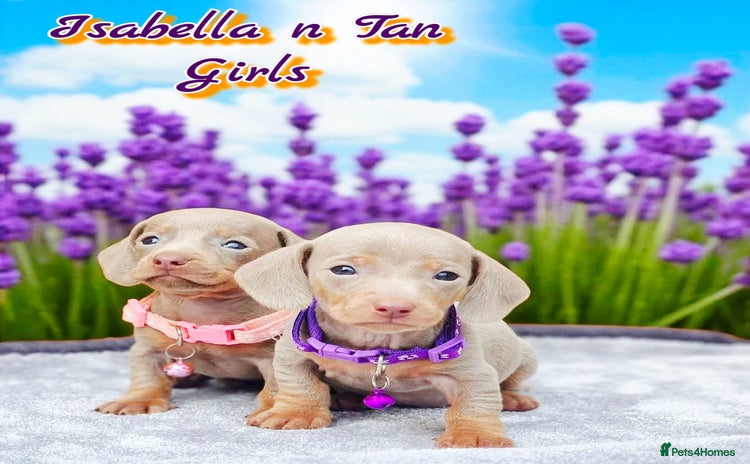 Miniature Dachshund dogs - Advert 15