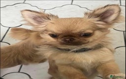 Chihuahua dogs for stud: tiny chocolate fawn stud boy  - Image 1