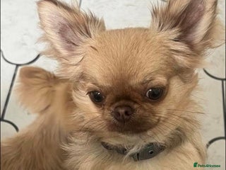 Chihuahua dogs - Advert 2