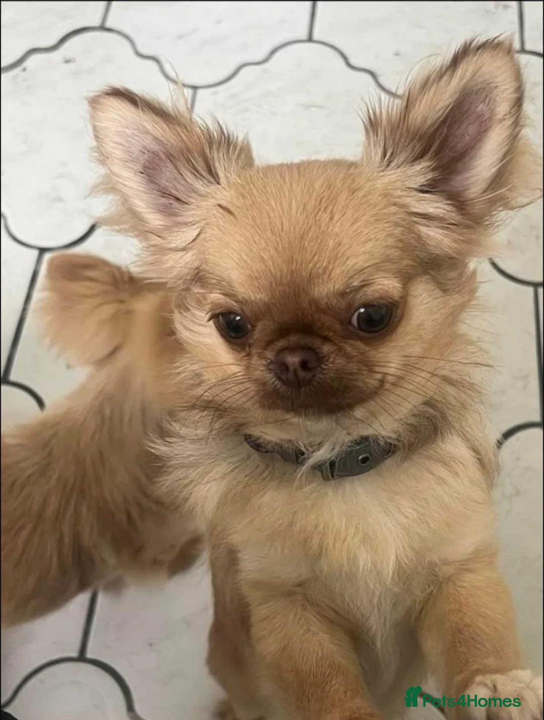 Chihuahua dogs for stud: tiny chocolate fawn stud boy  - Advert 1