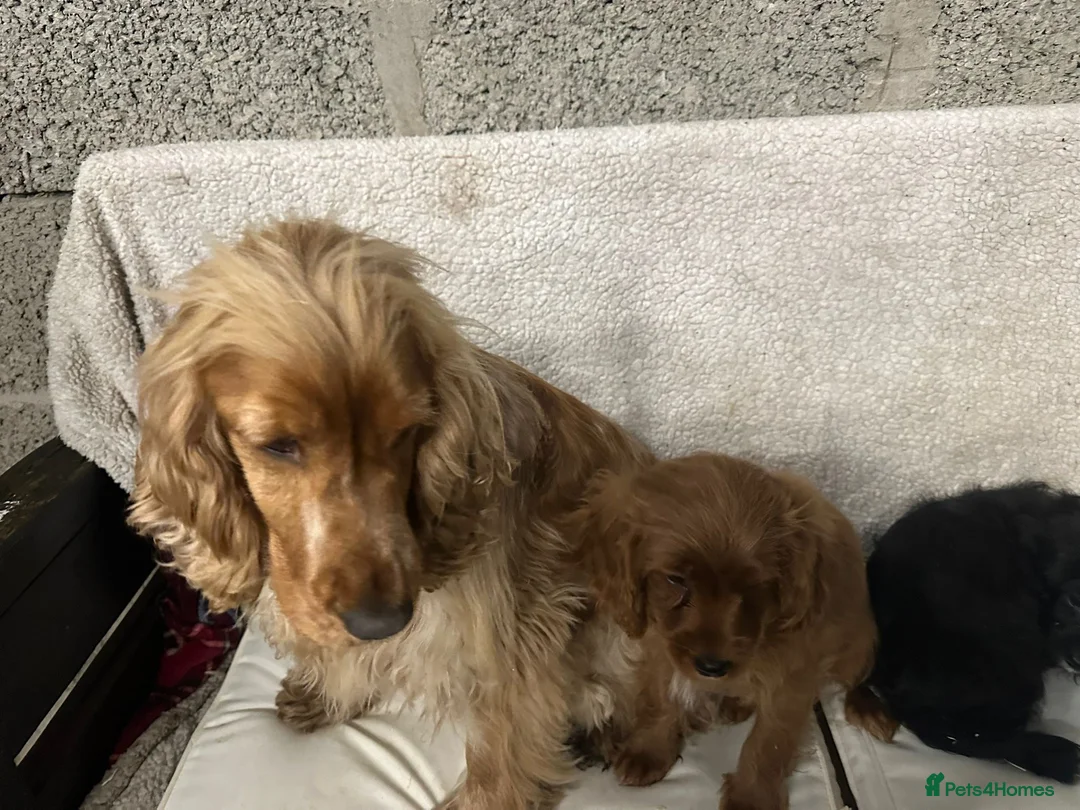 Cockapoo dogs for sale: Cockapoo puppies - Advert 3