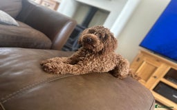 Toy Poodle dogs for stud: Kc health tested fox red Toy poodle for stud  - Image 7