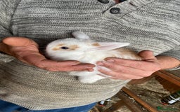 Mini Lop rabbits for sale: 2 beautiful baby girl bunnies  - Image 4