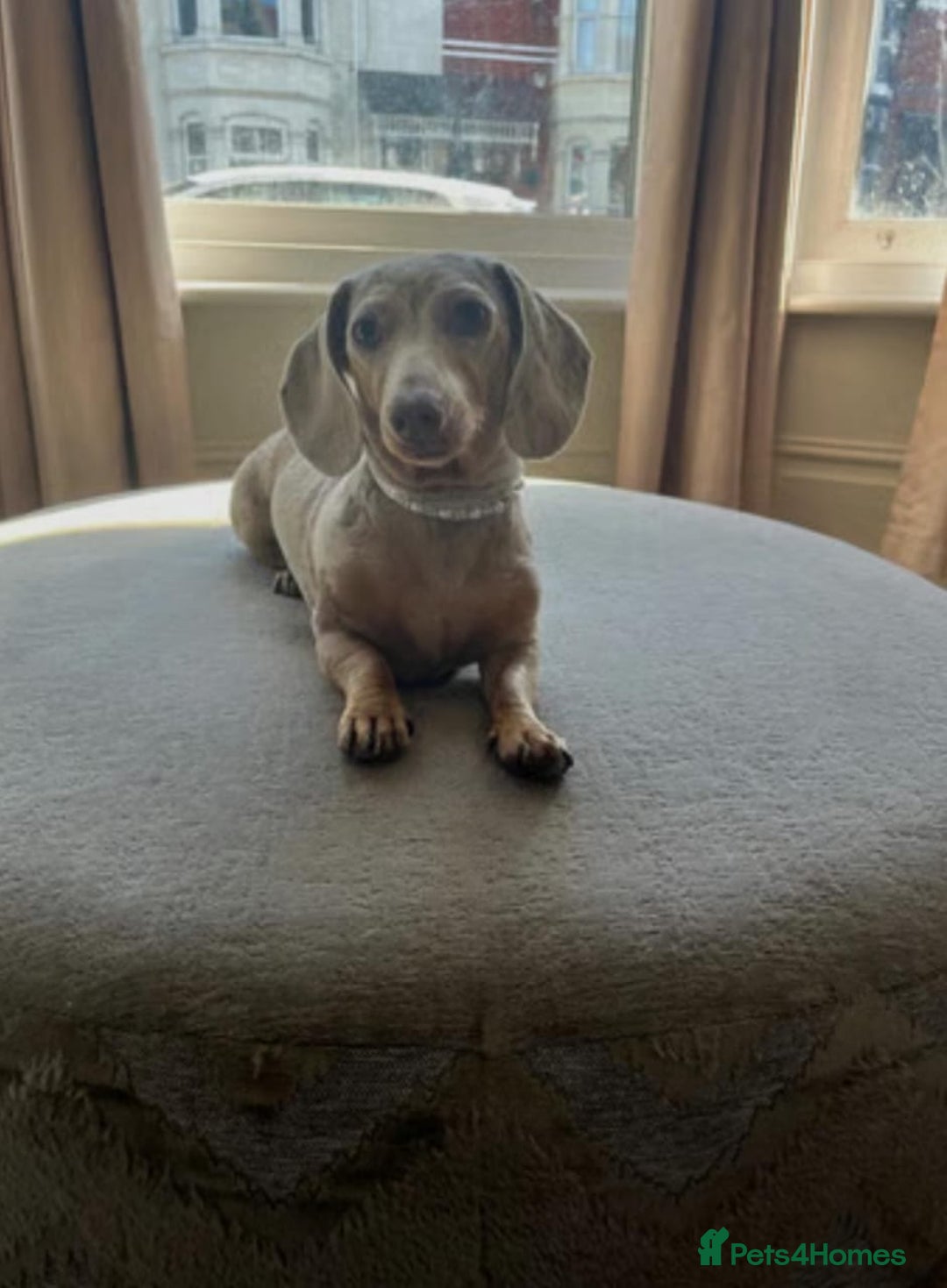 Miniature Dachshund dogs for sale: MAGNIFICENT LONG-HAIRED DACHSHUND PUPPIES - Advert 6