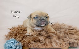 Olde English Bulldogge dogs for sale: Olde english bulldog  - Image 17