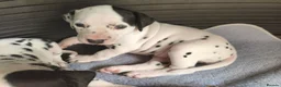 Dalmatian dogs for sale: 1 boy , 2 girls left  - Advert 39