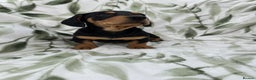 Dachshund dogs for sale: 2 Beautiful dachshunds left!!! - Advert 16
