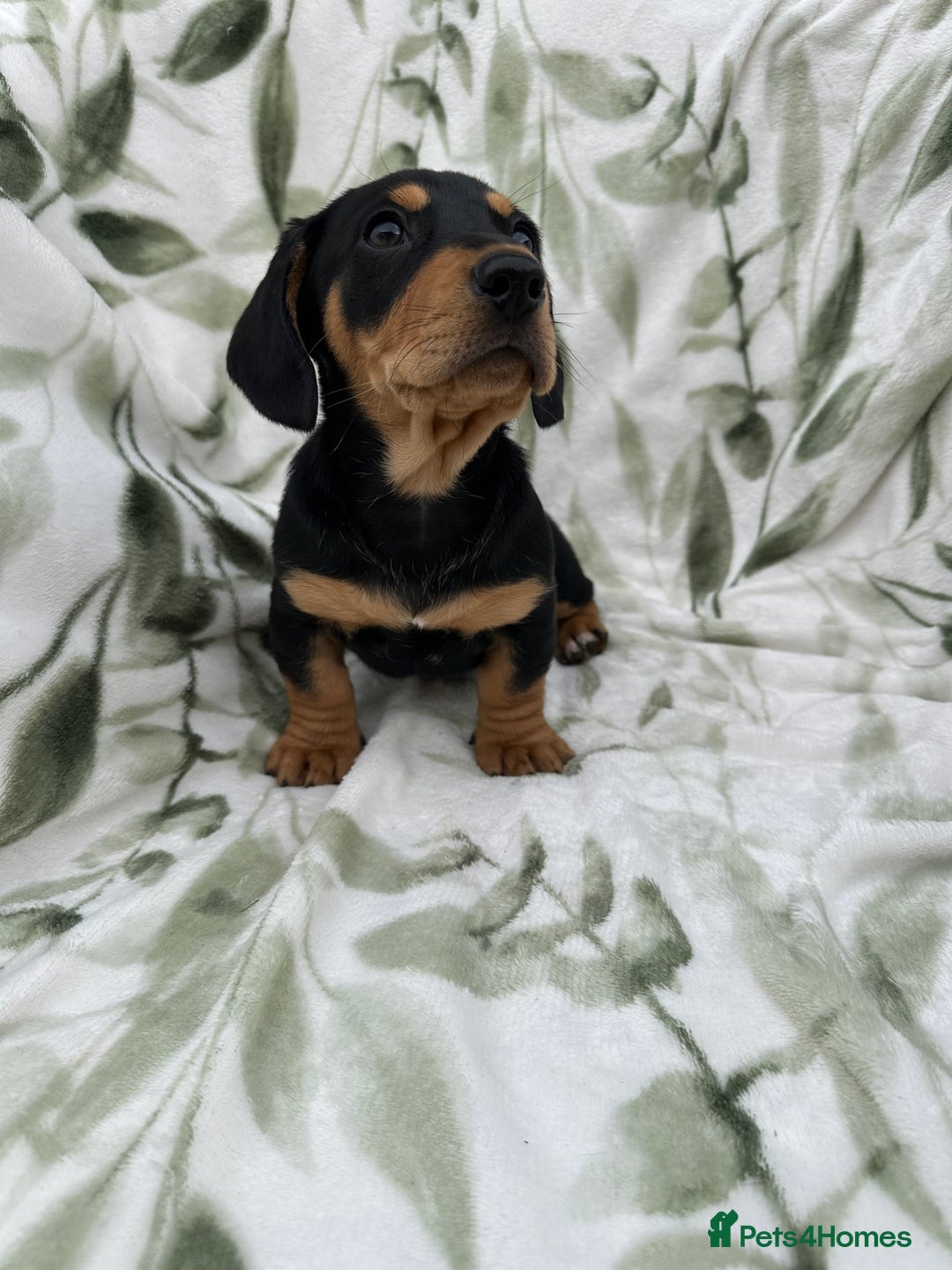 Dachshund dogs for sale: 2 Beautiful dachshunds left!!! - Advert 16