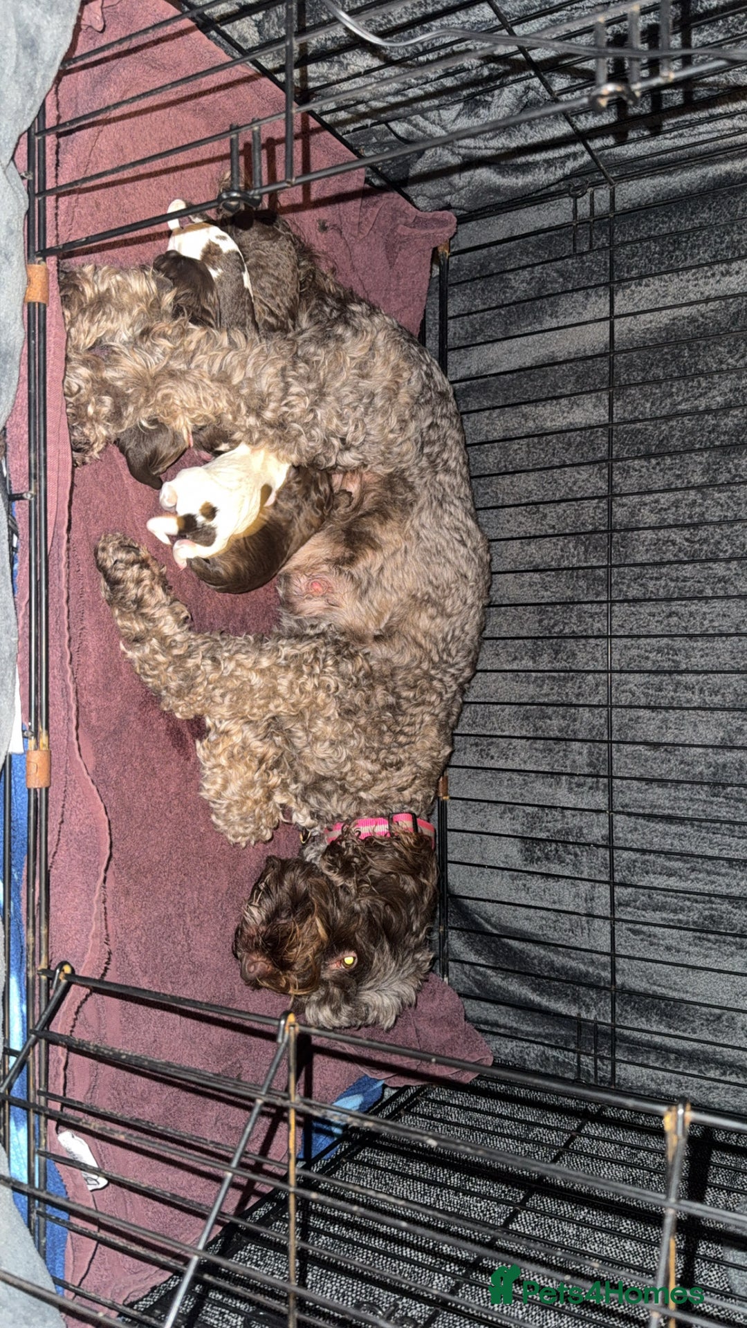 Sproodle dogs for sale:  Gorgeous F2 Sproodle Puppies – Family Raised  - Image 4