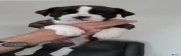 Boxer dogs for sale: Beautiful boxer pups for sale - Advert 3