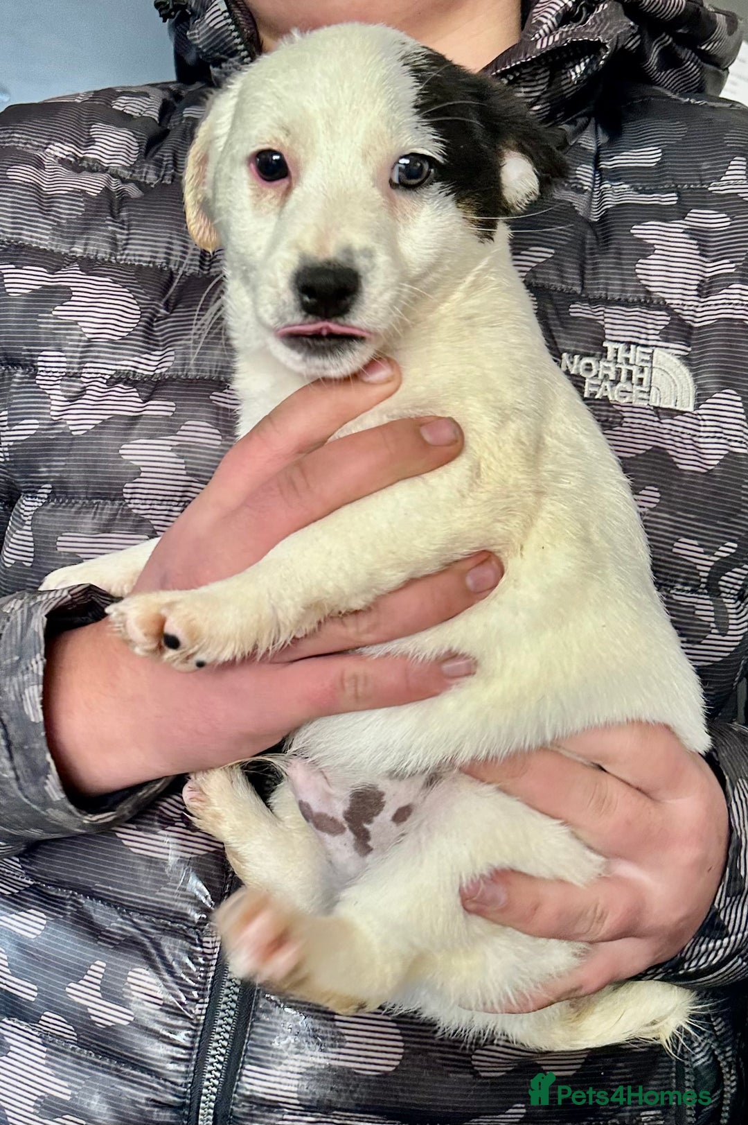 Jack Russell dogs for sale: Kennel Club Registered Jack Russell Terrier Pups - Image 12