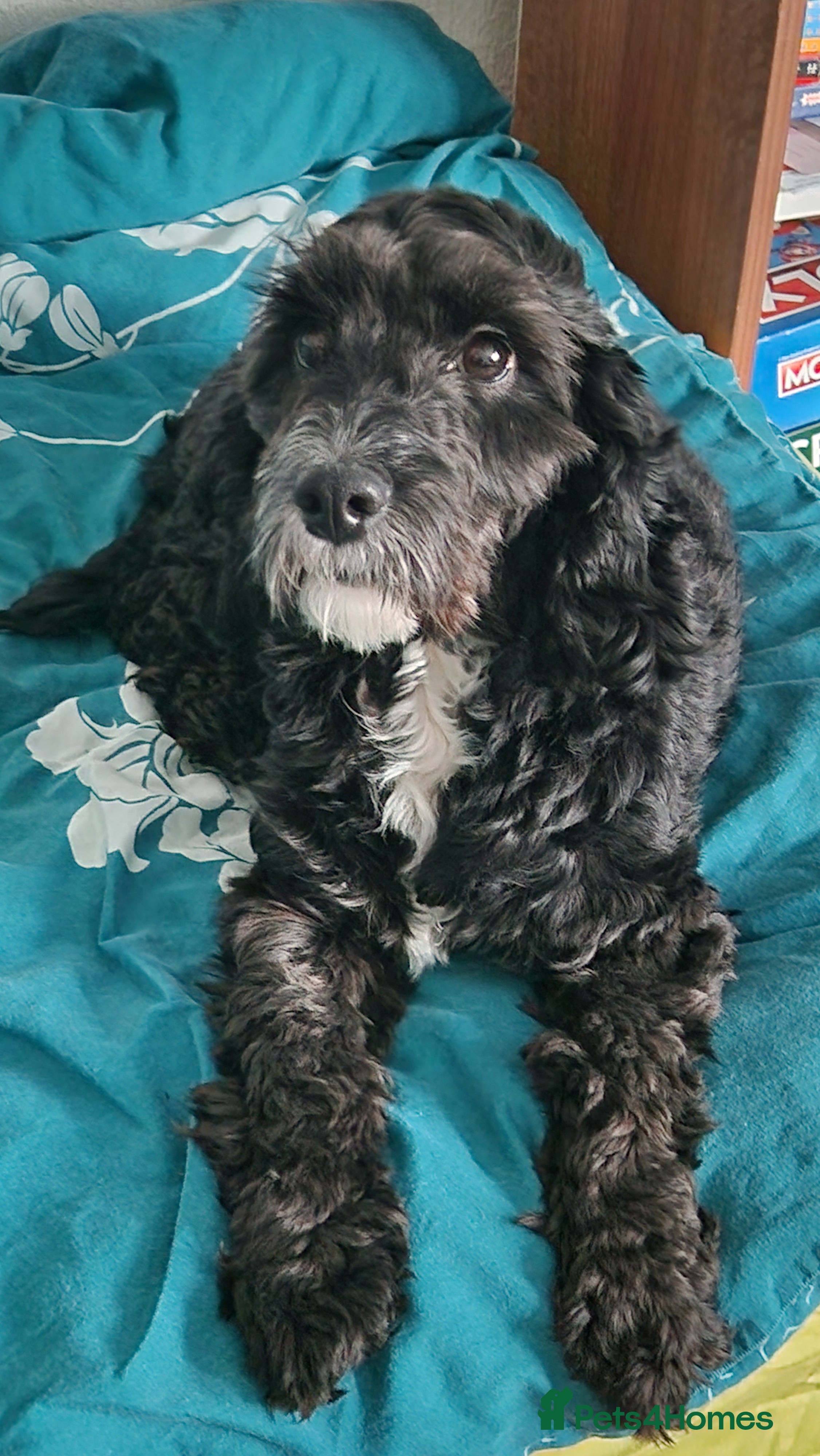 Cockapoo dogs PROVEN F1 Cockapoo STUD in Canterbury - Advert 4