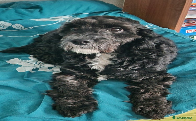 Cockapoo dogs PROVEN F1 Cockapoo STUD in Canterbury - Advert 2