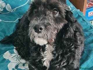 Cockapoo dogs PROVEN F1 Cockapoo for STUD in Canterbury - Advert 9