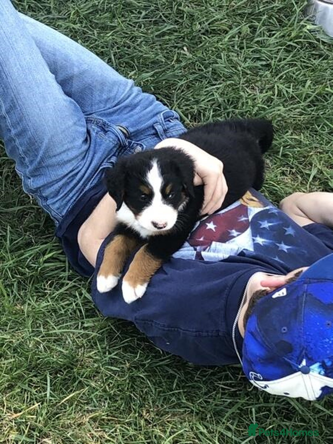 Bernese Mountain Dog dogs for sale: Pure Bernese Mountain Dog Puppies Good Blood Line - Advert 2
