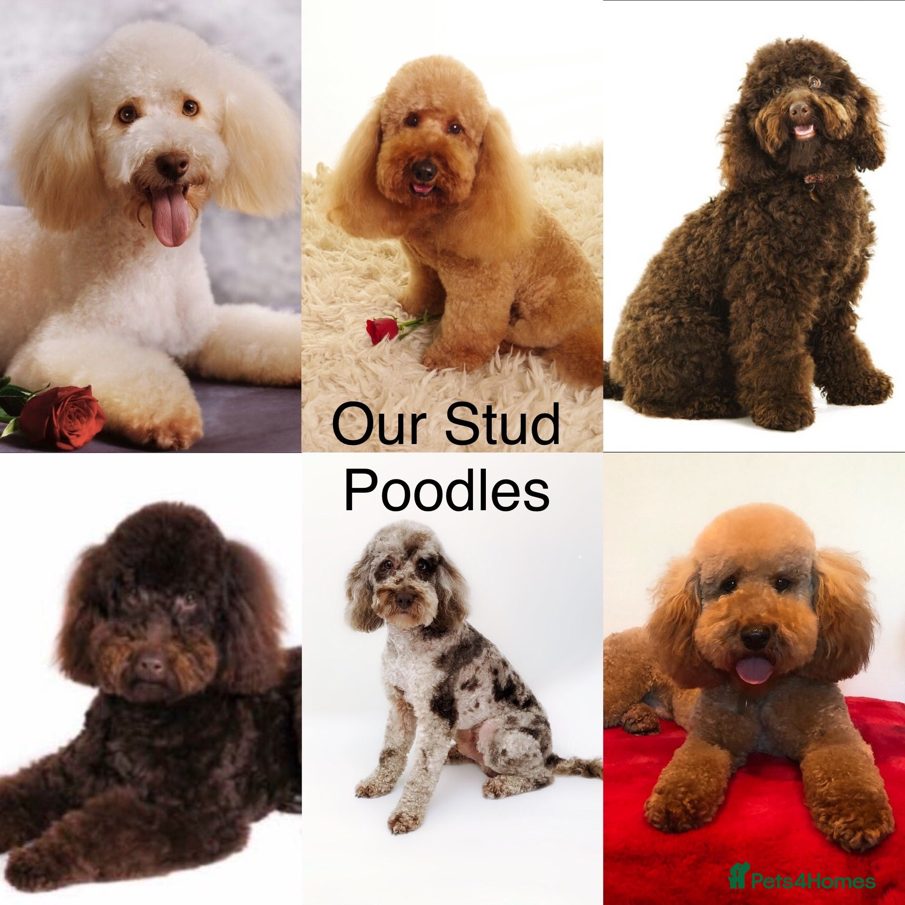 Miniature Poodle dogs Professional Stud Service, Miniature & Toy Poodles in Sandbach - Advert 8