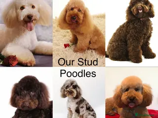 Miniature Poodle dogs Professional Stud Service, Miniature & Toy Poodles - Advert 4