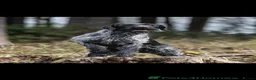 German Wirehaired Pointer dogs for sale: German wirehair pointer pups  - Advert 12