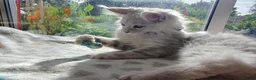 Maine Coon cats for sale: TICA REGISTERED GORGEOUS MAINE COONKITTENS - Advert 6