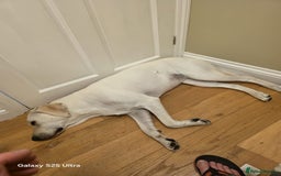 Labrador Retriever dogs for sale: Skye 18 months old looking for her forever home. - Image 3