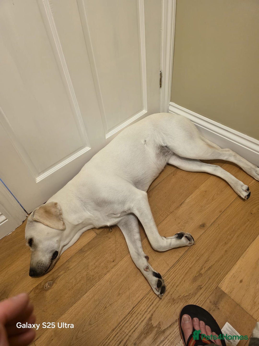 Labrador Retriever dogs for sale: Skye 18 months old looking for her forever home. - Image 3