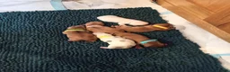 Cocker Spaniel dogs for sale: Working Cocker Spaniel Puppies  in Pulborough - Advert 9