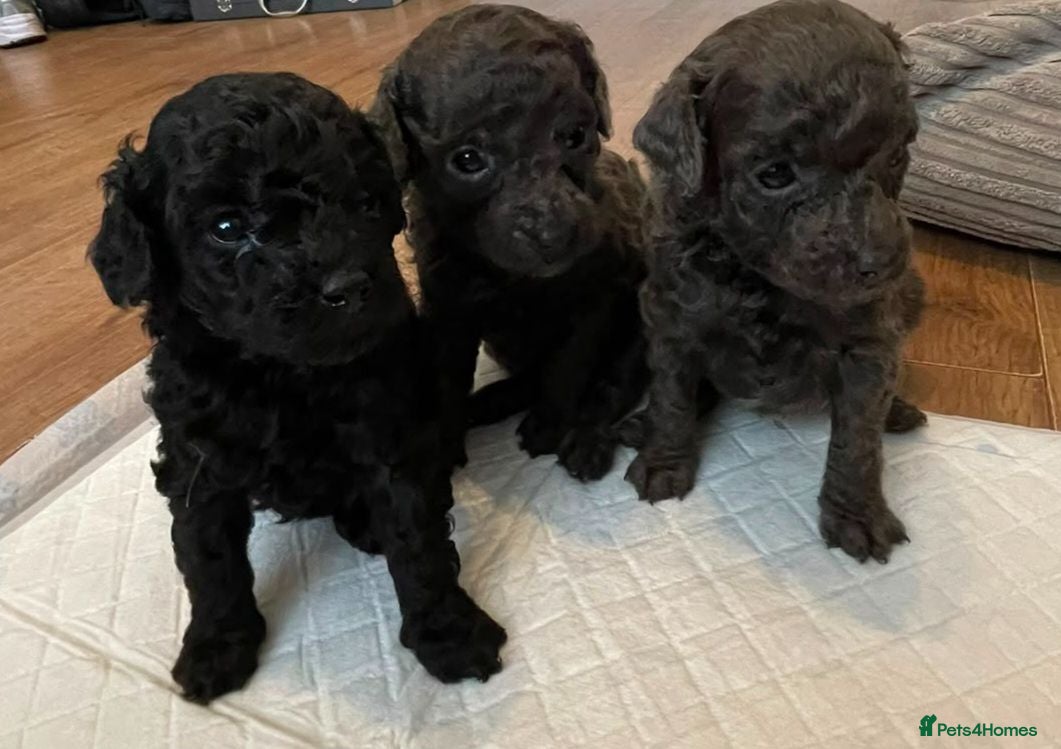 Toy Poodle dogs X3❤️Gorgeous toy poodle puppies 🐶 for sale 🩶🖤🩶 - Advert 17