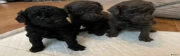 Toy Poodle dogs for sale: 🩶2 Grey/Blue Rare boys🏡1 girl🩷 - Advert 30
