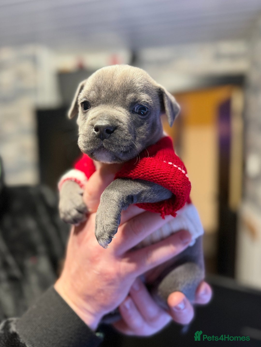 Staffordshire Bull Terrier dogs for sale: Blue Staffordshire Bull Terrier Champion Pup - Advert 4