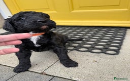 Mixed Breed dogs for sale: 🐾F3 Irish X Australian Labradoodle Puppies  - Image 9