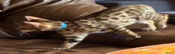 Savannah cats for sale: Male Savannah kitten  - Advert 7
