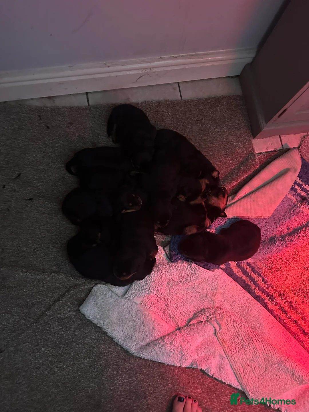 Rottweiler dogs for sale: Beautiful Rottweiler puppies  - Advert 20