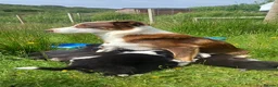 Border Collie dogs for sale: Working collie pups  in Lairg - Advert 3