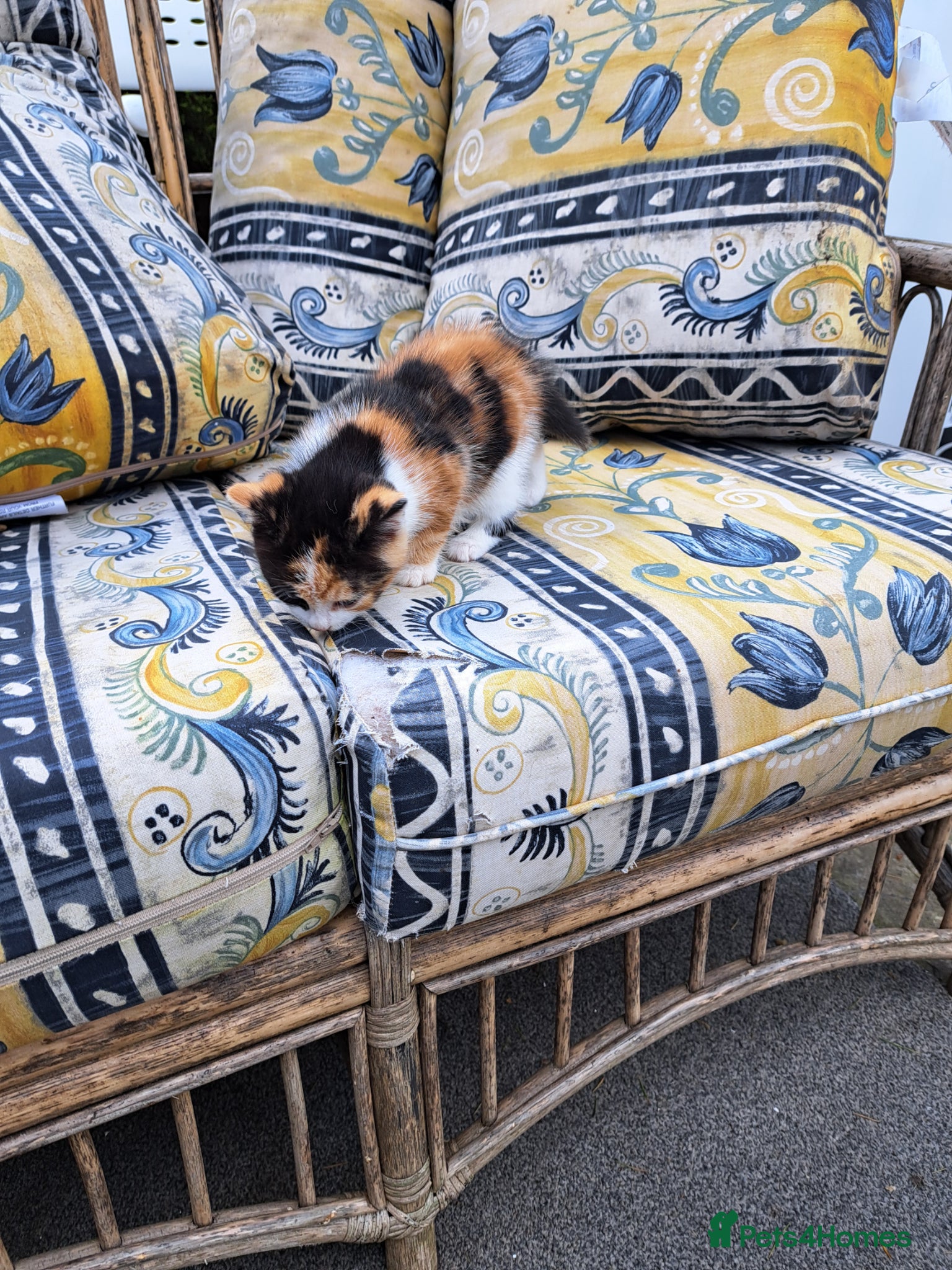 Mixed Breed cats 3 kittens for sale - Advert 8