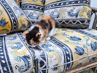 Mixed Breed cats 3 kittens for sale - Advert 6