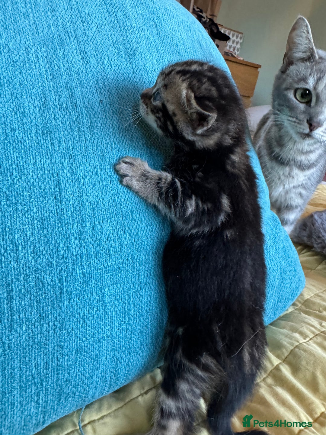 Bengal cats for sale: 3/4 bengal 1/4BSH - Advert 29