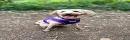 Cavapoo dogs for sale: Cavapoo and poodle cross in Ferndown - Advert 1