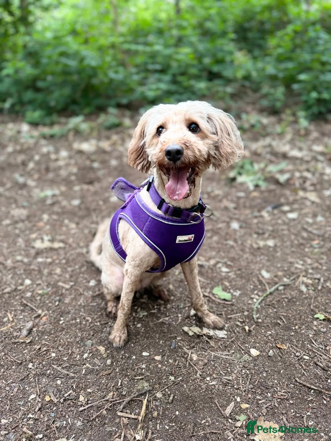 Cavapoo dogs for sale: Cavapoo and poodle cross in Ferndown - Advert 1