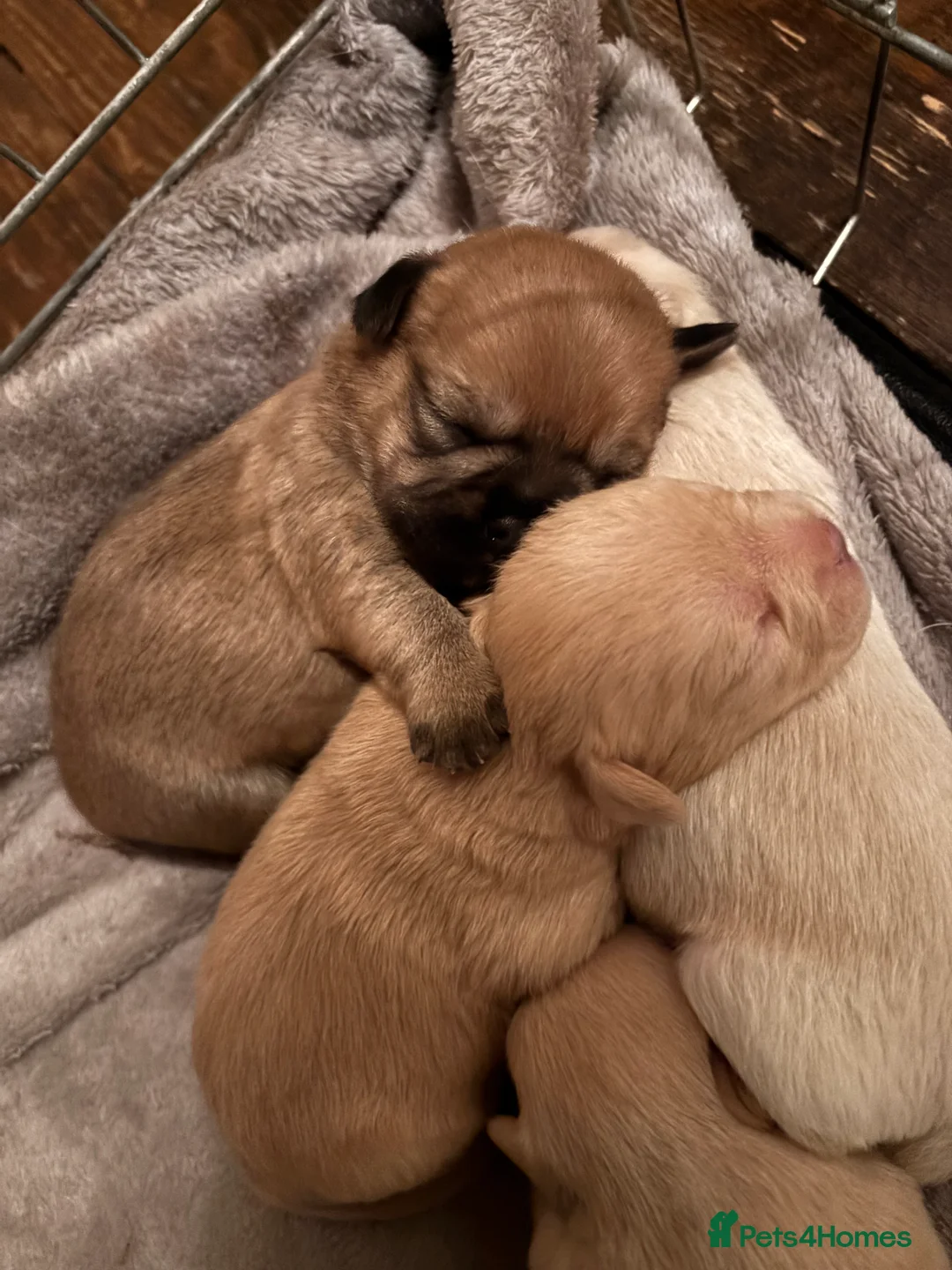 Mixed Breed dogs for sale: Floodles - Advert 4