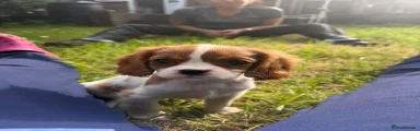 Cavalier King Charles Spaniel Puppy 3